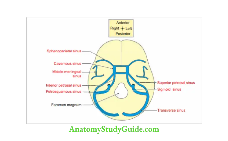 Cranial Cavity Paried dural venous sinuses