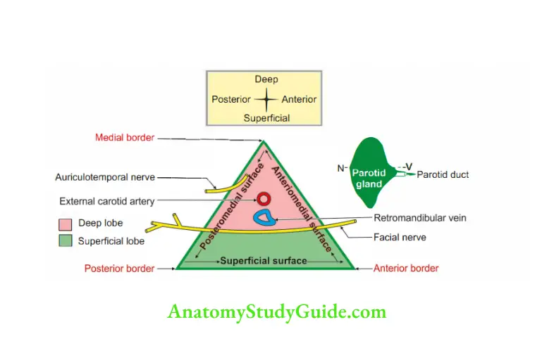 Parotid Region Borders, surfaces and superficial and deep parts of parotid gland and relevant structures