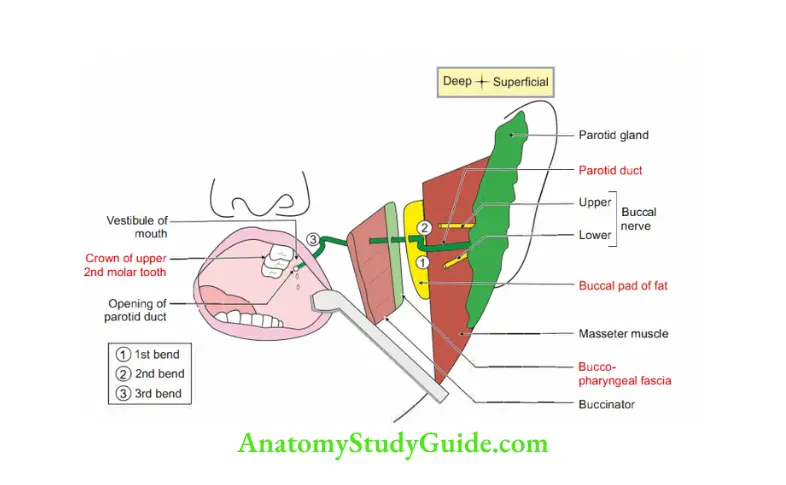 Parotid Region Coronal section of the face shwoing opening of parotid ducts in the vestibule of mouth,