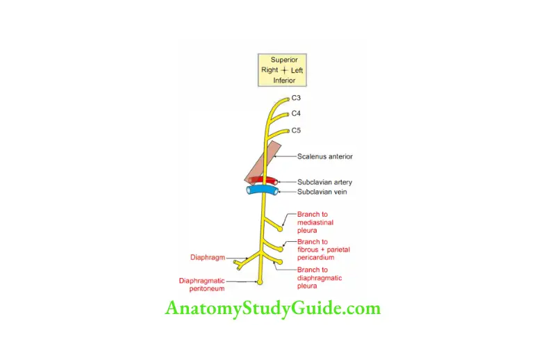 Prevertebral and Paravertebral Regions Root value, branches of phrenic