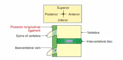 Sagittal section of vertebrae showing attachments of posterior longitudinal ligament