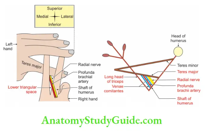 Scapular Region Boundaries And Contents Of Lower Triangular Space (Posterior View)