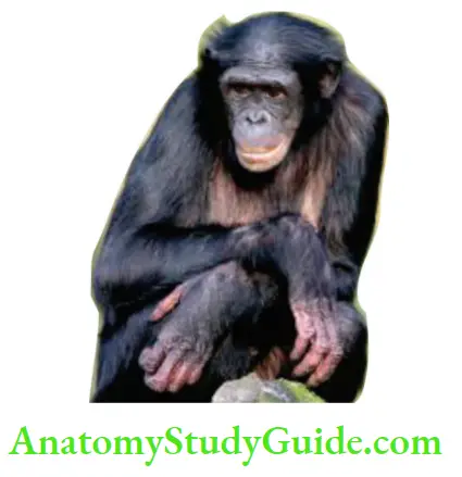 Scapular Region Chimpanzee In The Type Of Ape