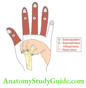 Deltoid Of Muscle Scapular Region Actions And Its Nerve Supply ...