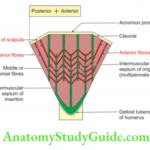Scapular Region The Origin, Insertion And Morphology Of The Deltoid Muscle