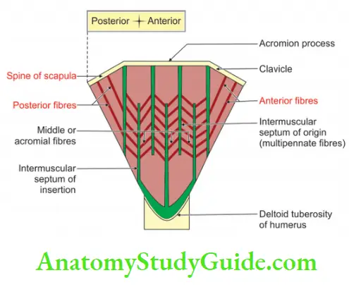 Scapular Region The Origin, Insertion And Morphology Of The Deltoid Muscle