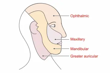 Sensory nerv supply of the face