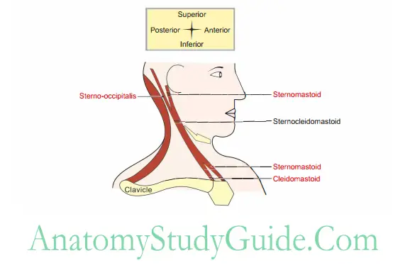 Side of the Neck Attachments of sternocleidomastoid