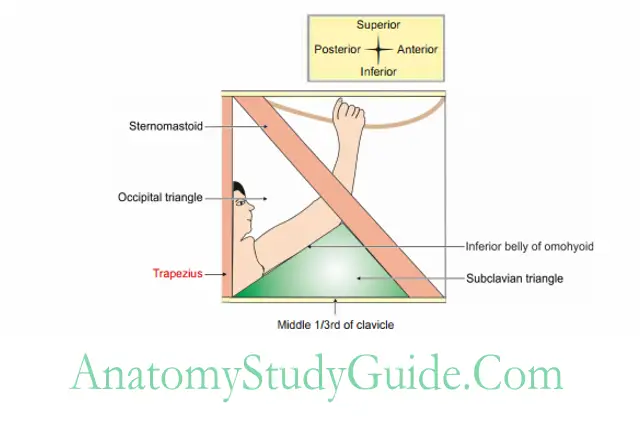 Side of the Neck Boundaries of subclavian triangle