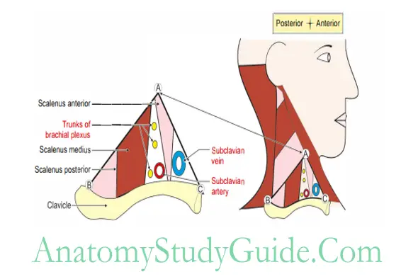 Side of the Neck Important contents of subclavian triangle