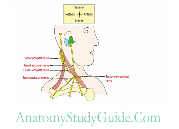 Side of the Neck Nerves in roof of posterior triangle of neck