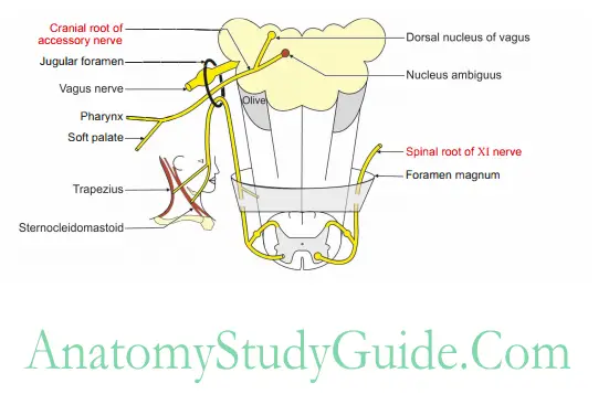 Side of the Neck Nuclear origin of spinal and cranial roots of accessory nerve