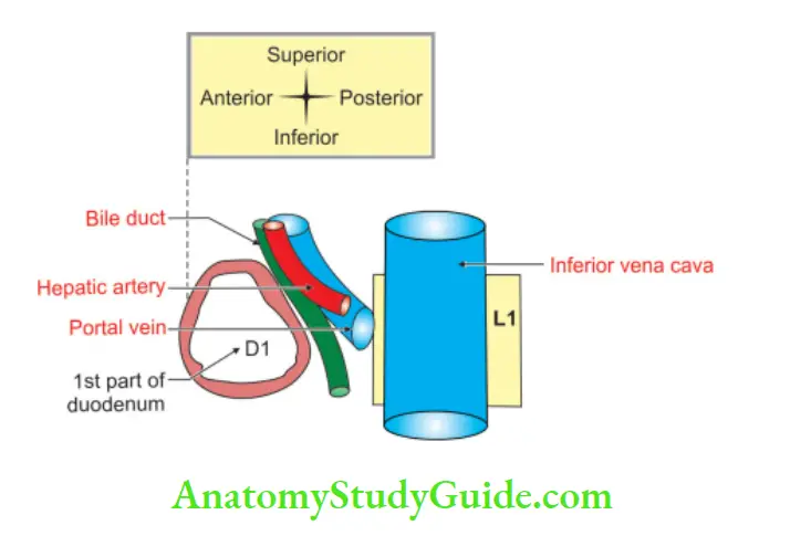 Small and Large Intestines: Function, Anatomy - Anatomy Study Guide