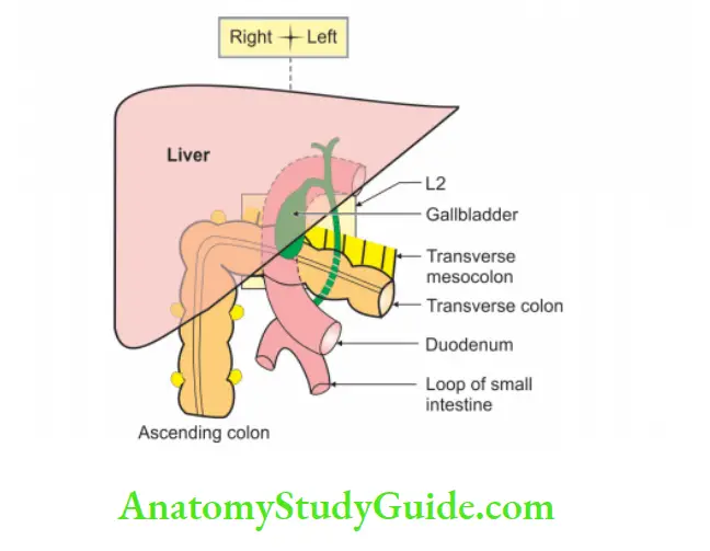 Small and Large Intestines Anterior relations of 2nd part of duodenum