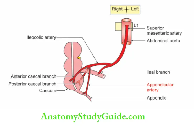 Small and Large Intestines Arteries supplying appendix