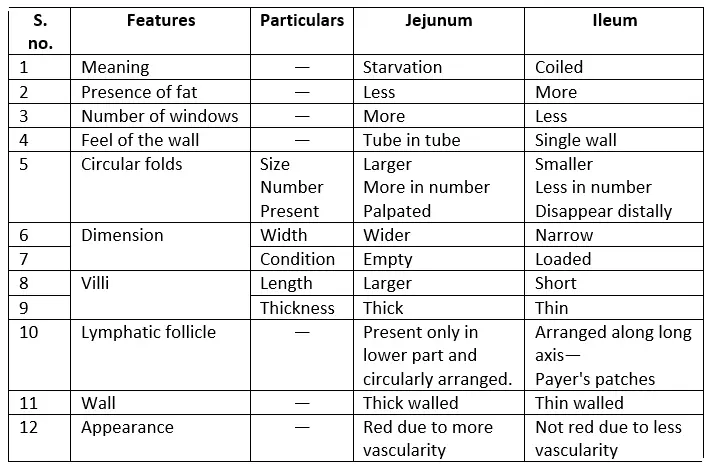 Small and Large Intestines Differences between jejunum and ileum