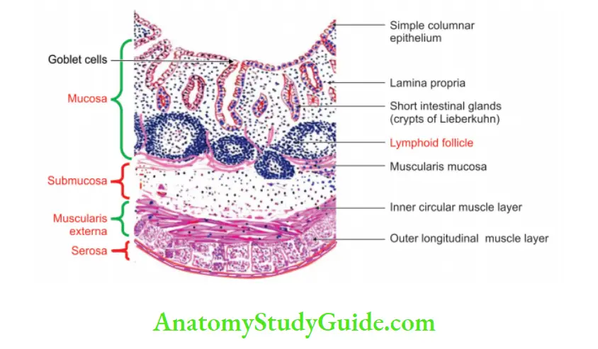 Small and Large Intestines Histology od appindix