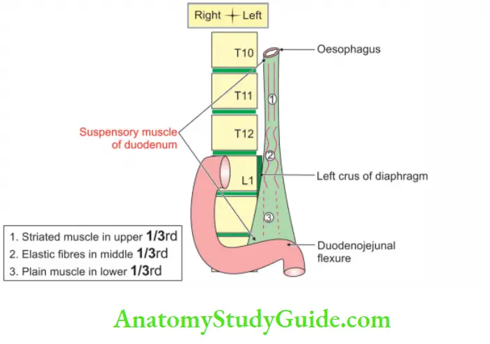Small and Large Intestines Suspensory muscle of duodenum
