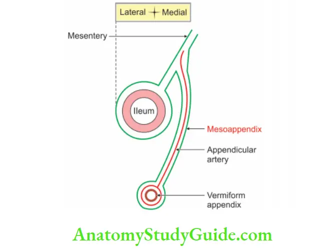 Small and Large Intestines measoappendix with appendicular artery