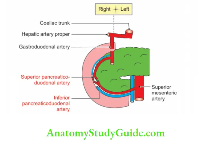 Spleen Pancreas and Liver Arterial supply of head of pancreas