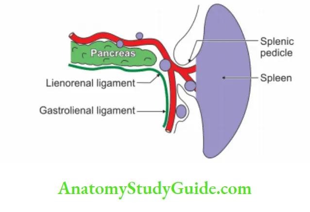 Spleen Pancreas and Liver Common locations of accessory spleens