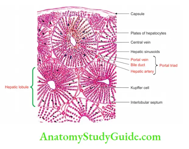 Spleen Pancreas And Liver Blood Circulation In The Spleen - Anatomy ...