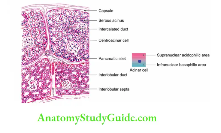 Spleen Pancreas and Liver Histology of pancreas