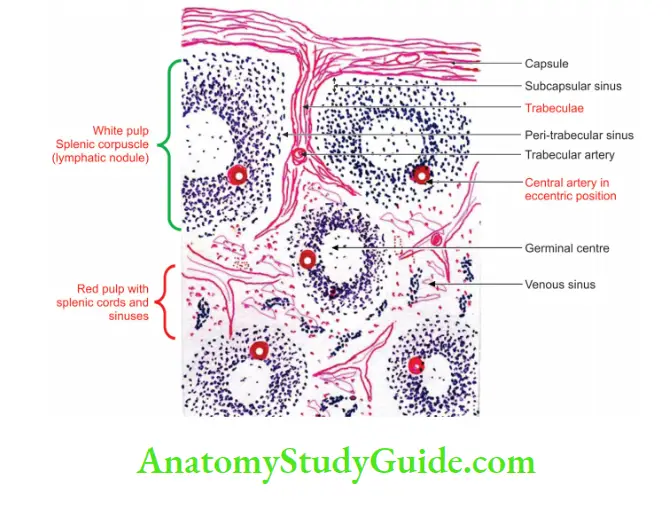 Spleen Pancreas and Liver Histology of spleen