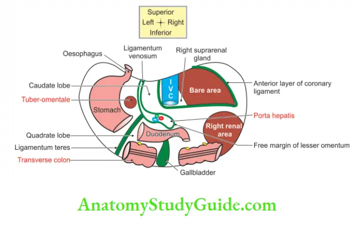 Spleen Pancreas and Liver Inferior and posterior surfaces of liver