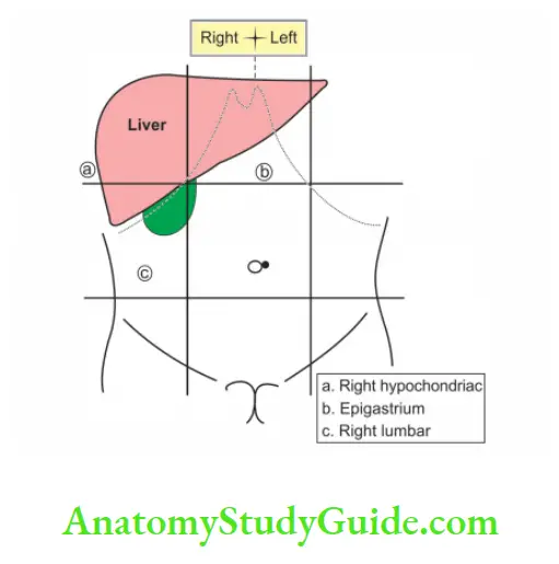 Spleen Pancreas and Liver Location of liver