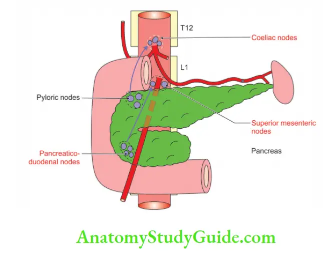 Spleen Pancreas and Liver Lymphatic drinage head of pancreas