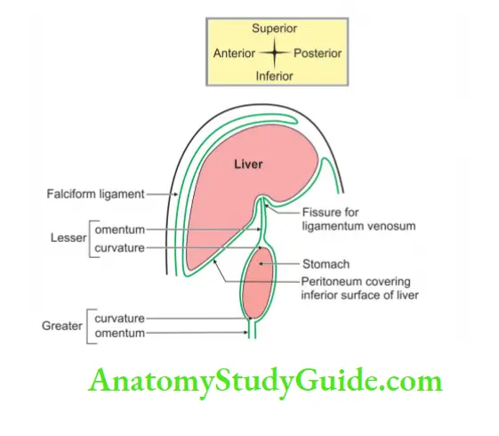 Spleen Pancreas and Liver Parasagittal secrtion through the liver peritoneal relations