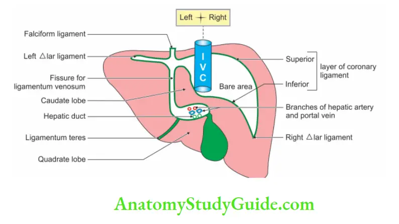 Spleen Pancreas and Liver Peritoneal reflectio on the inferior and posterior surfaces of liver