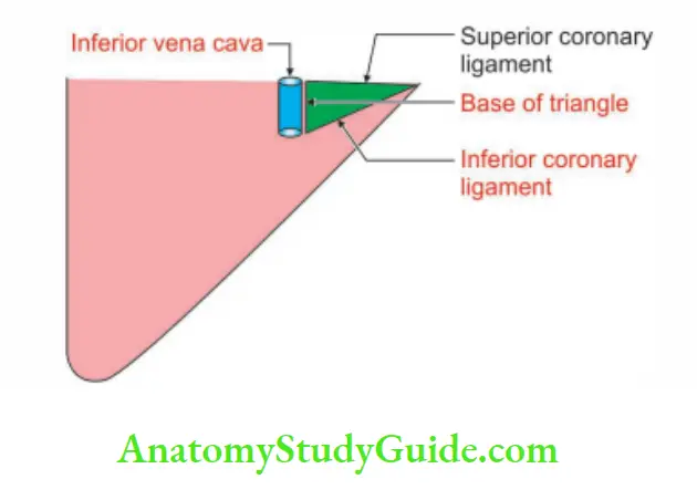 Spleen Pancreas And Liver Blood Circulation In The Spleen - Anatomy ...