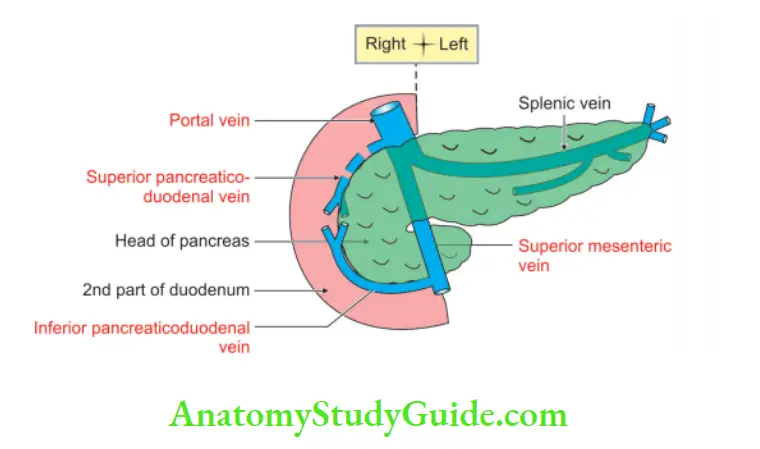 Spleen Pancreas and Liver Venous drinage of head of pancreas