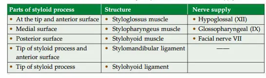 Structures attached to styloid process and their nerve supply