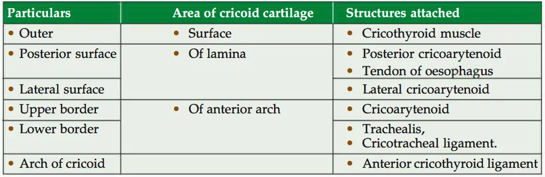 Structures attached to various borders and surfaces of cricoid cartilage