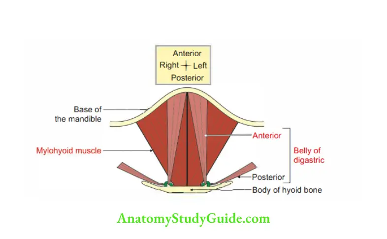 Submandibular Region Attachments of superfcial relations of mylohyoid muscle
