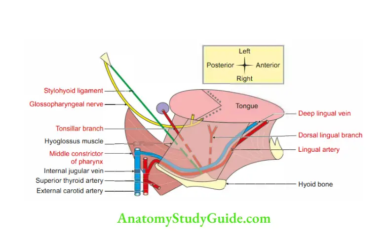 Submandibular Region Deep relations of hyoglossus muscle