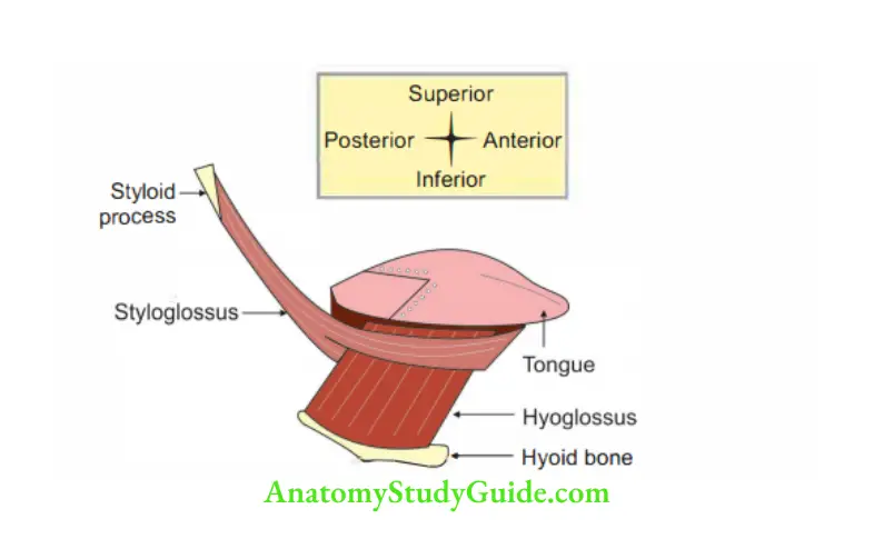 Submandibular Region Hyoglossus muscle