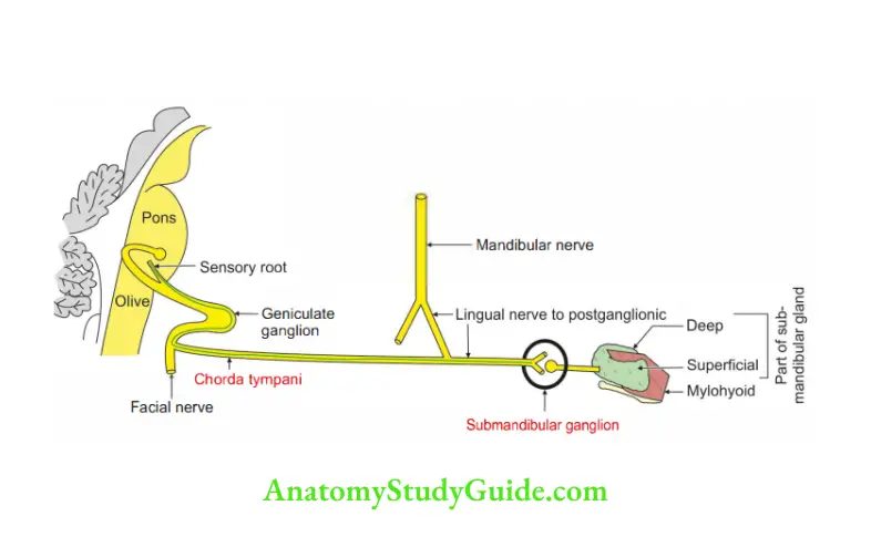 Submandibular Region Parasympathetic fibres of submandibular gland