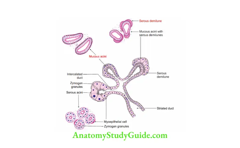 Submandibular Region Parenchyma and duct system of a salivary gland