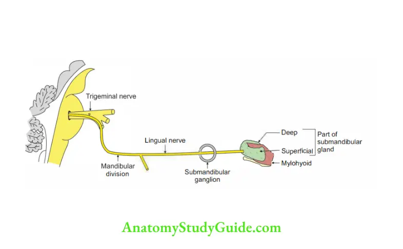 Submandibular Region Sensory root of the submandibular ganglion