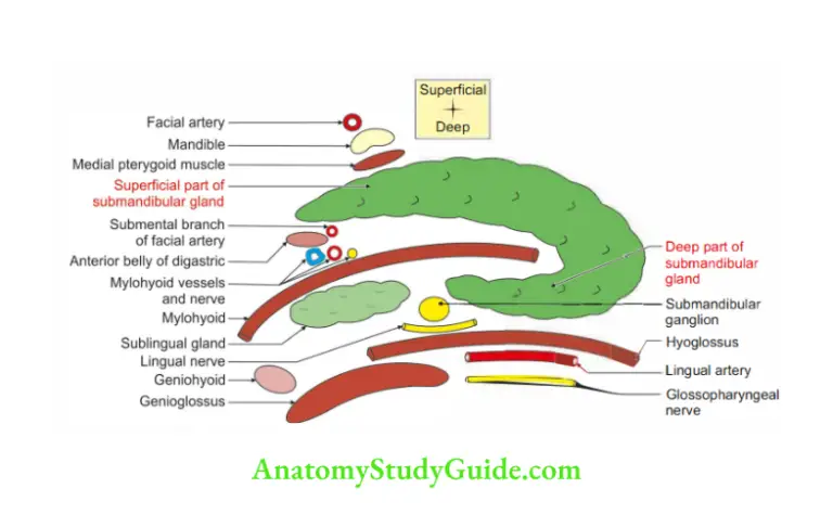 Submandibular Region Anatomy Notes And Important Questions With Answers ...