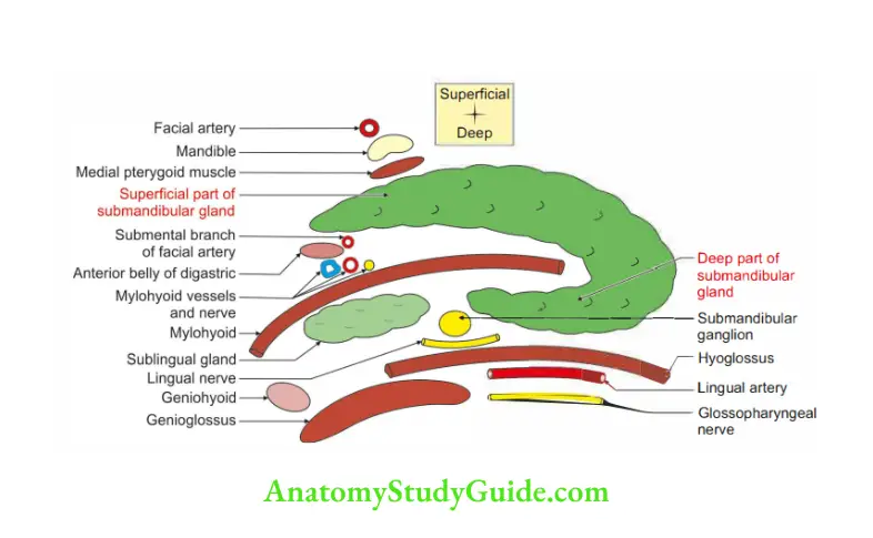 Submandibular Region Superfcial and deep parts of submandibular gland