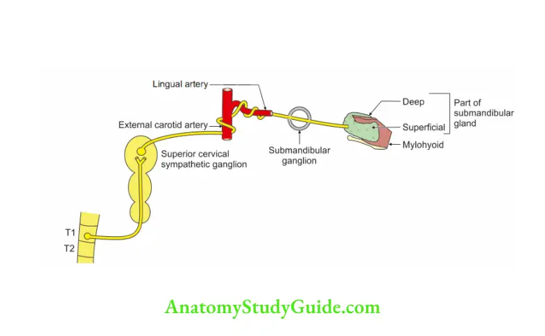 Submandibular Region Sympathetic root of submandibular ganglion