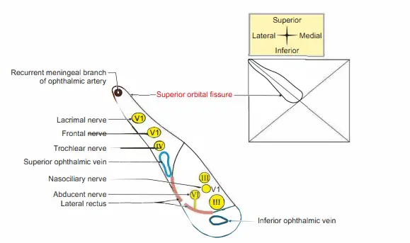 Bones of The Skull Superior orbital fissure 