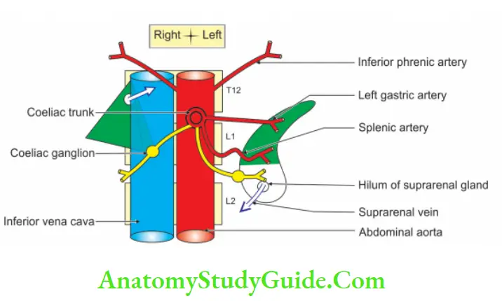 Suprarenal Gland and Chromaffin System Anterior of Right and left suprarenal glands