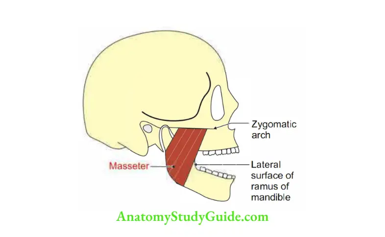 Temporal and Infratemporal Regions Attachments of masseter muscle
