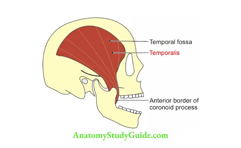 Temporal and Infratemporal Regions Attachments of temporalis muscle